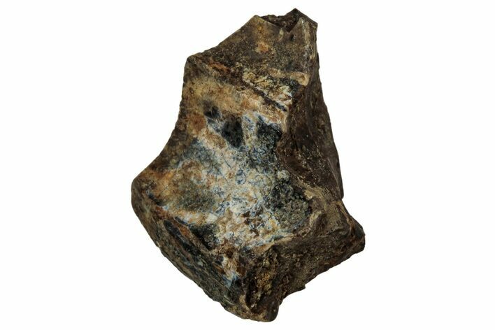 Fossil Dinosaur (Triceratops) Shed Tooth - Montana #339751